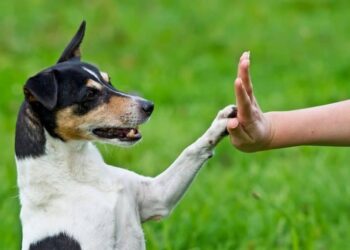 How to Teach Tricks to my Dog