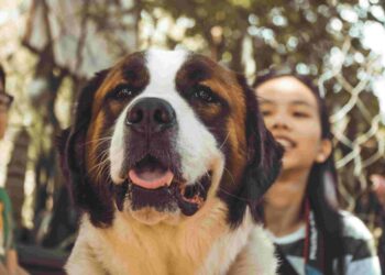 The best companion dogs. For all people