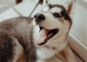 Tips to improve your dog’s health