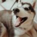 Tips to improve your dog’s health Tips to improve your dog’s health
