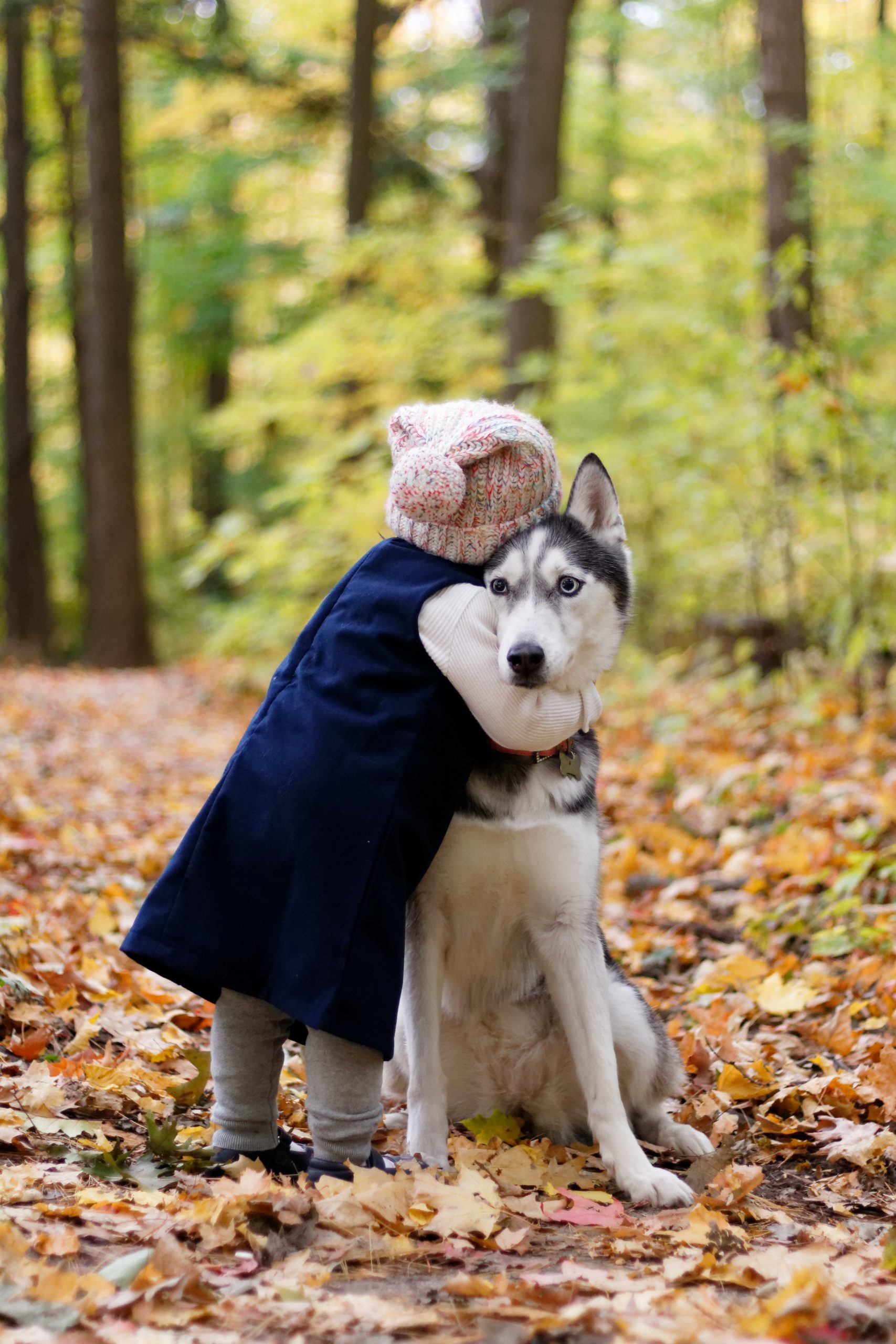 The Best Companion Dogs.