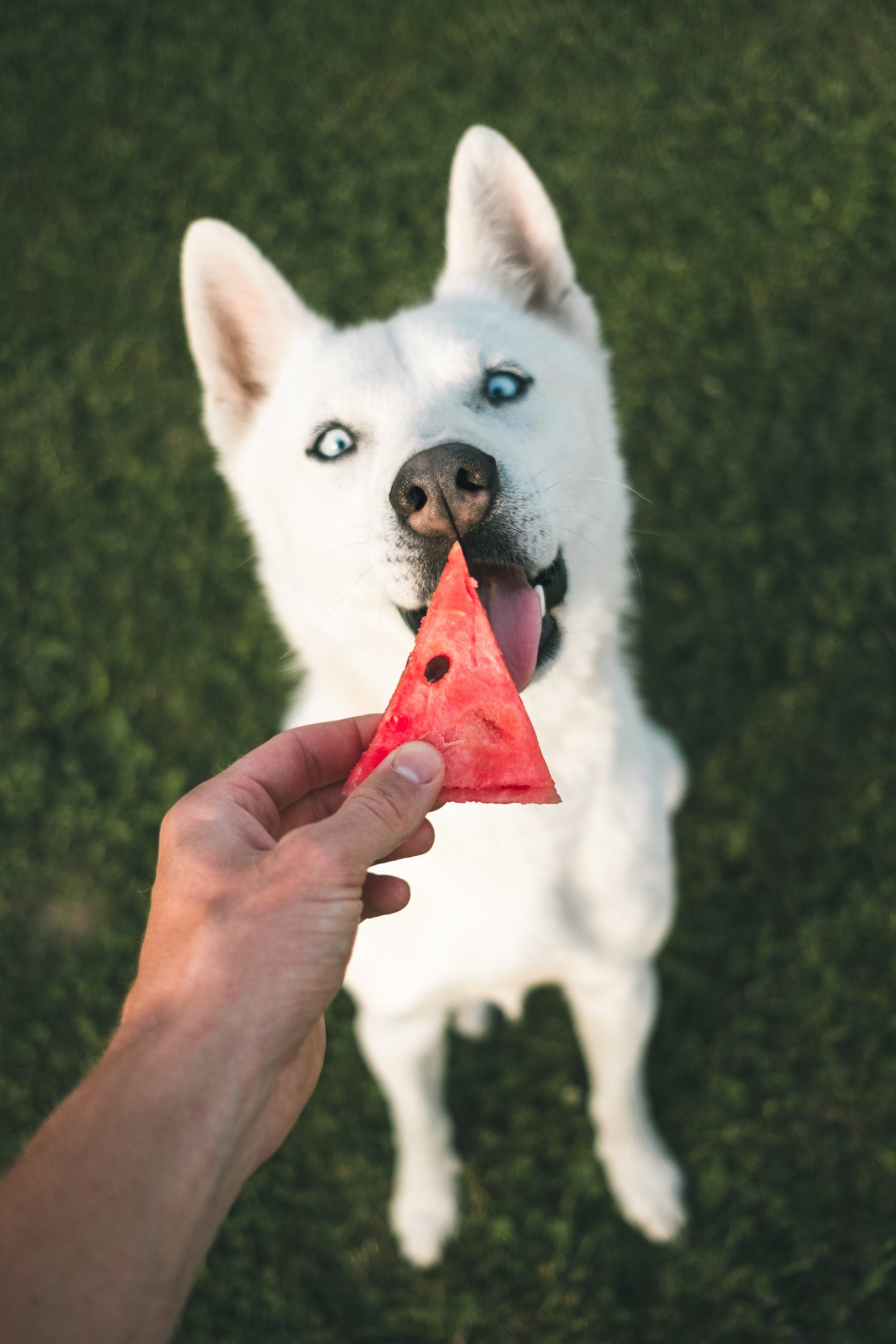 Prohibited Foods for your Dog