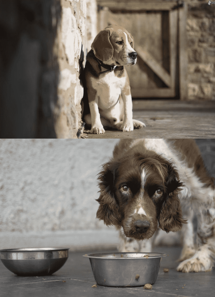 How do I know if my dog is sad? Dog Training Tips