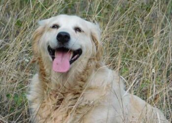10 reasons why it’s good to have a Golden Retrieve