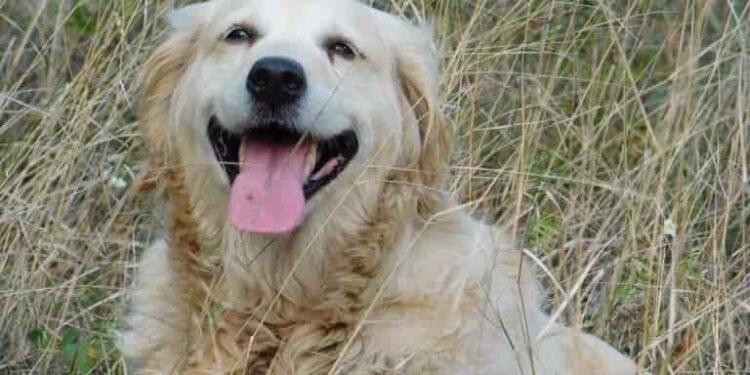 10 reasons why it’s good to have a Golden Retrieve