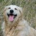 10 reasons why it’s good to have a Golden Retrieve 10 reasons why it’s good to have a Golden Retrieve