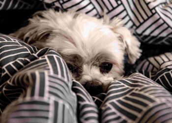 10 signs of dog pain, is your friend suffering?