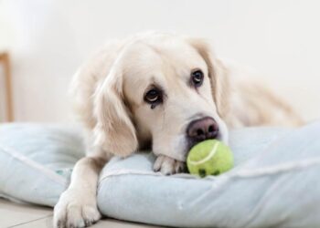 How do I know if my dog is sad?