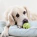 How do I know if my dog is sad? How do I know if my dog is sad?