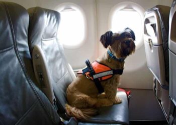 6 Tips for air travel with dog. Go on vacation with your dog