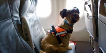 swiss air travel with dog