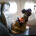 6 Tips for air travel with dog. Go on vacation with your dog 6 Tips for air travel with dog. Go on vacation with your dog