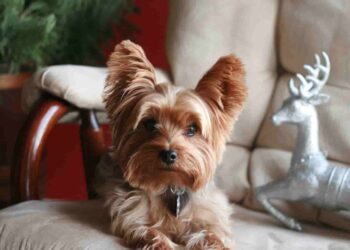 Care for small breed dogs, little ones with huge hearts