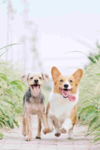 Care for small breed dogs