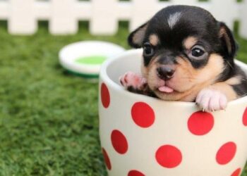 Dog breeds “tea cup”, Little puppies full of tenderness