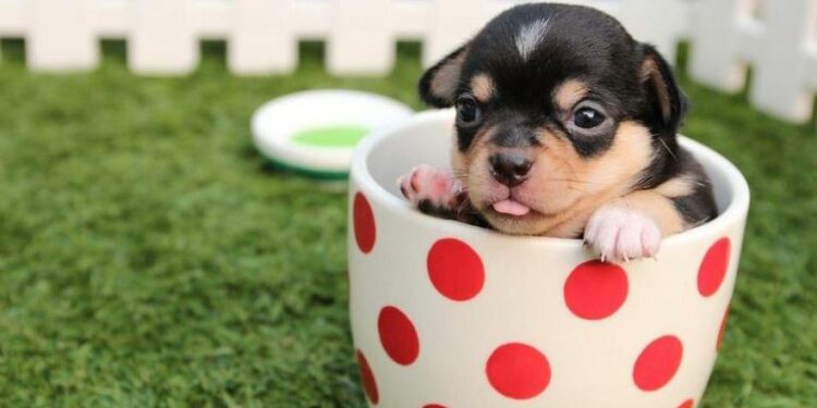 Dog breeds “tea cup”, Little puppies full of tenderness