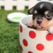 Dog breeds “tea cup”, Little puppies full of tenderness Dog breeds “tea cup”, Little puppies full of tenderness