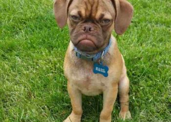 How do I know if my dog is angry?