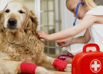 How to make a first aid kit for my pet