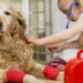 How to make a first aid kit for my pet How to make a first aid kit for my pet