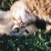 Tips for Having Multiple Pets at Home Tips for Having Multiple Pets at Home