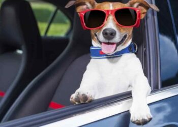 Tips for Traveling with Your Dog in the Car