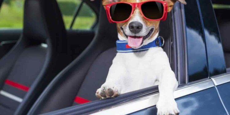 Tips for Traveling with Your Dog in the Car