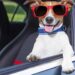 Tips for Traveling with Your Dog in the Car Tips for Traveling with Your Dog in the Car