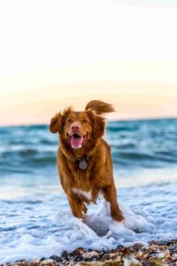 Tips for going with your dog to the beach