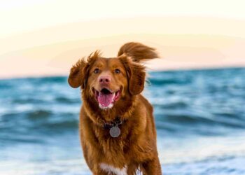 Tips for going with your dog to the beach