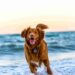 Tips for going with your dog to the beach Tips for going with your dog to the beach
