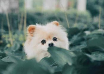 Tips for having a Pomeranian, one of the cutest dogs