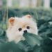 Tips for having a Pomeranian, one of the cutest dogs Tips for having a Pomeranian, one of the cutest dogs