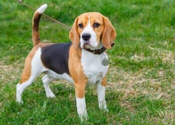 The best tips on educating your pet.