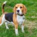 The best tips on educating your pet. The best tips on educating your pet.