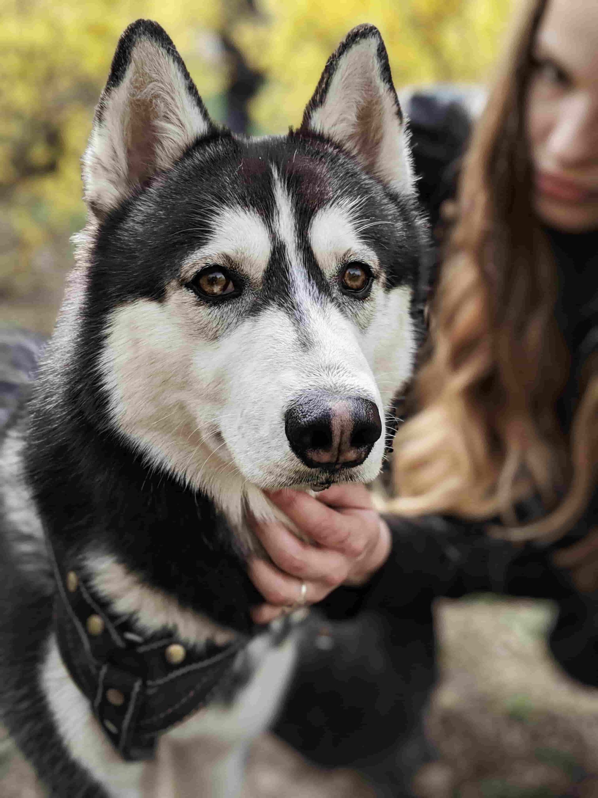 The Siberian Husky. 8 curiosities about them