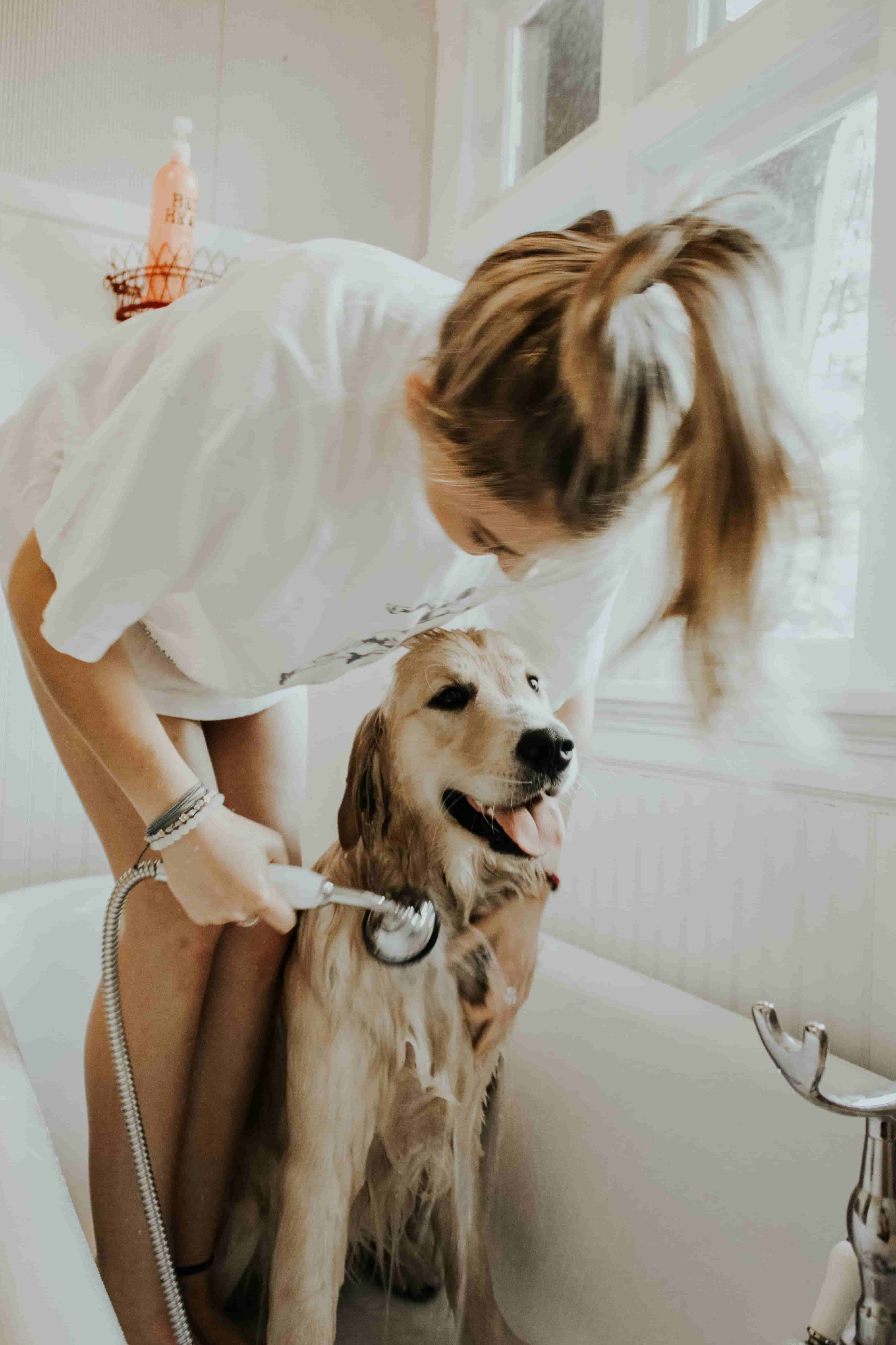 how often I have to bathe my dog? Dog Training Tips