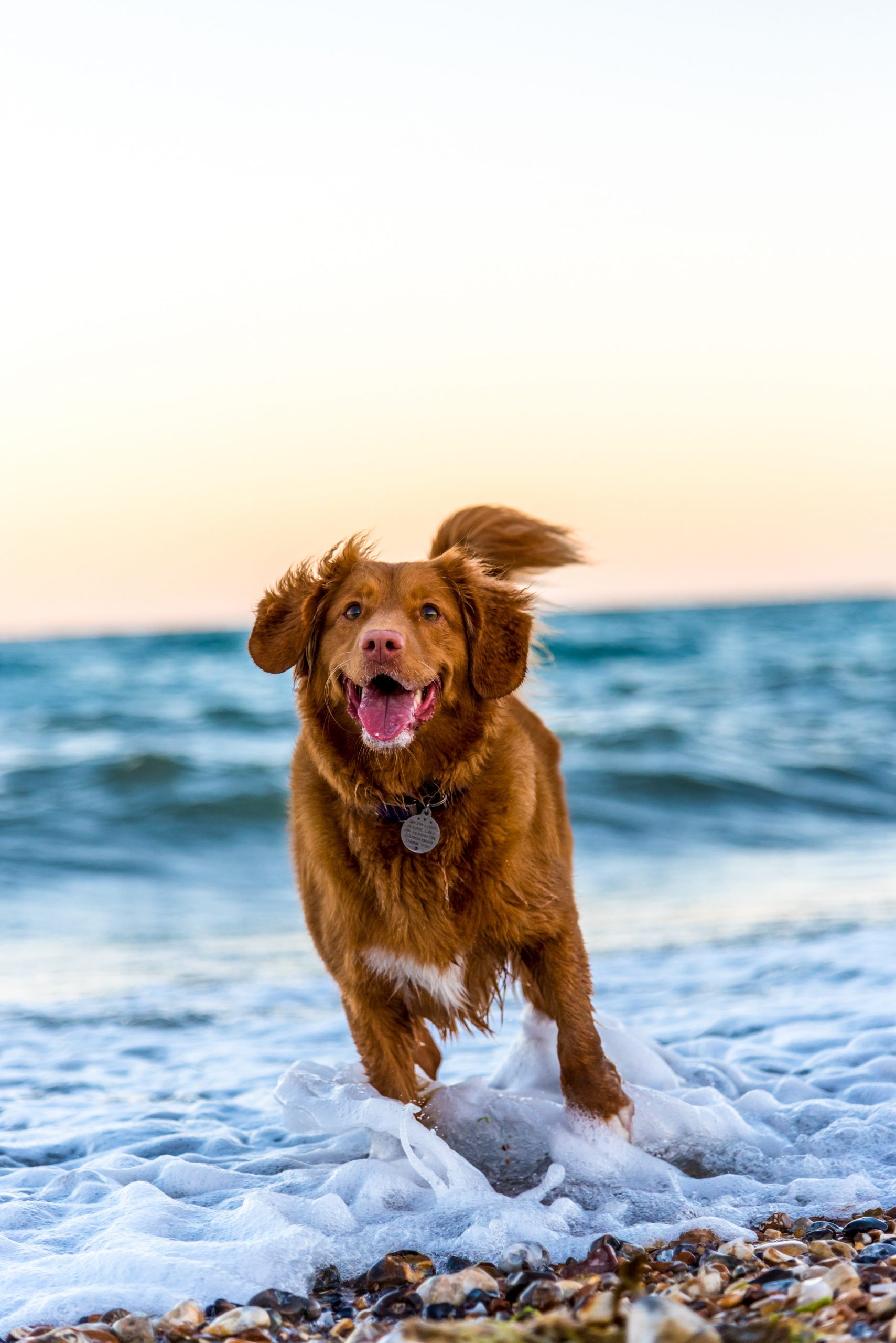 10 Ways to Make Your Dog Happy