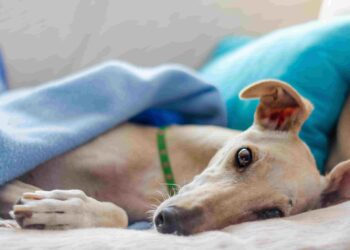 Common diseases in dogs, and its symptoms