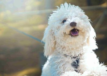 Curiosities of the Poodle