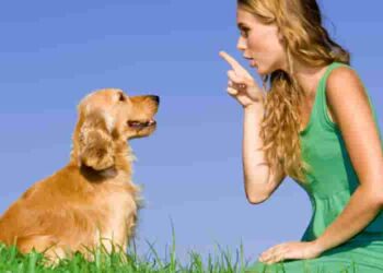 How to better educate my dog?