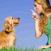 How to better educate my dog? How to better educate my dog?