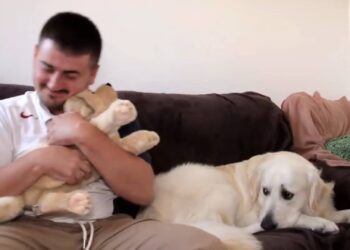 My dog is jealous, how to find out and what to do?