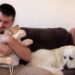 My dog is jealous, how to find out and what to do? My dog is jealous, how to find out and what to do?