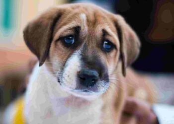 Do dogs predict death? Find out here