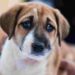 Do dogs predict death? Find out here Do dogs predict death? Find out here