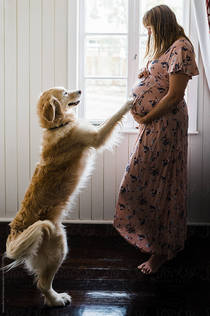 Do dogs predict pregnancy?