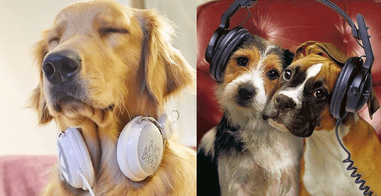 Calming music for Dogs