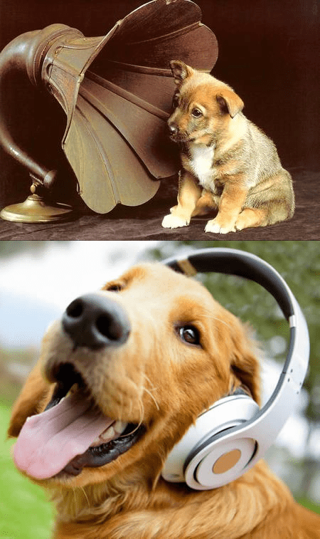 Calming music for Dogs