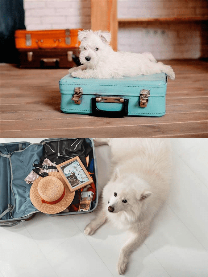 Preparing the puppy suitcase